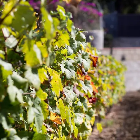 Casa Yaya Icod De Los Vinos